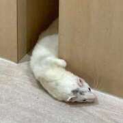 ヒメ日記 2025/12/04 09:39 投稿 まつり 船橋桃色の妻たち