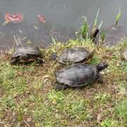 ヒメ日記 2025/12/26 08:09 投稿 まつり 船橋桃色の妻たち