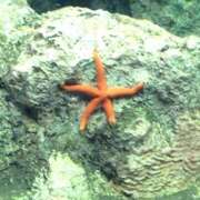 ヒメ日記 2026/01/27 09:39 投稿 まつり 船橋桃色の妻たち