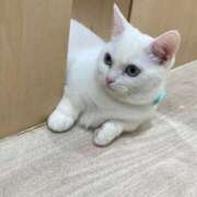 ヒメ日記 2026/03/07 19:05 投稿 まつり 船橋桃色の妻たち