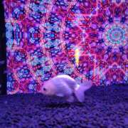 ヒメ日記 2025/12/18 23:33 投稿 はな 綺麗＆kirei