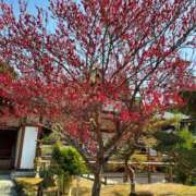 ヒメ日記 2026/02/04 12:05 投稿 はな 綺麗＆kirei