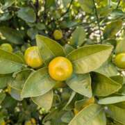 ヒメ日記 2026/03/25 12:00 投稿 はな 綺麗＆kirei