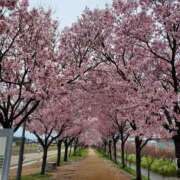 ヒメ日記 2026/04/01 12:08 投稿 はな 綺麗＆kirei