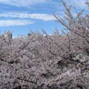 ヒメ日記 2026/04/09 11:37 投稿 はな 綺麗＆kirei