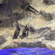 ヒメ日記 2025/12/22 20:10 投稿 える 制服天国（ユメオト）