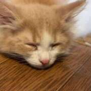 ヒメ日記 2026/03/17 20:02 投稿 るか「人妻」 奥様アテンド小山店