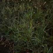 ヒメ日記 2025/12/18 17:45 投稿 まい 池袋しろパラ