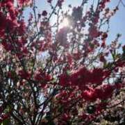 ヒメ日記 2026/01/29 19:34 投稿 綺良々（きらら） ビッグバード