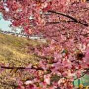 ヒメ日記 2026/03/11 08:44 投稿 綺良々（きらら） ビッグバード