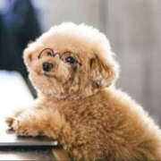 ヒメ日記 2025/11/29 03:20 投稿 のの 奥鉄オクテツ東京店（デリヘル市場）