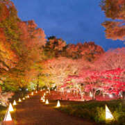 ヒメ日記 2025/11/29 14:10 投稿 のの 奥鉄オクテツ東京店（デリヘル市場）