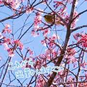 ヒメ日記 2026/02/04 08:09 投稿 くみこ 脱がされたい人妻茂原店