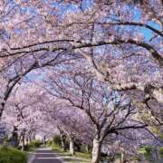 ヒメ日記 2026/04/06 09:17 投稿 くみこ 脱がされたい人妻茂原店