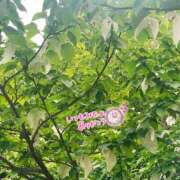 ヒメ日記 2026/05/07 09:42 投稿 くみこ 脱がされたい人妻茂原店