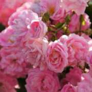 ともみ お休みのお知らせ 新宿・本格コスプレ美人秘書オフィスイメクラ「秘書課女子」