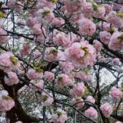 ヒメ日記 2026/03/23 22:27 投稿 りさ 新宿・本格コスプレ美人秘書オフィスイメクラ「秘書課女子」