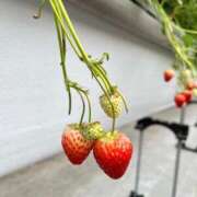 ヒメ日記 2026/03/07 14:27 投稿 ほのか 新宿・本格コスプレ美人秘書オフィスイメクラ「秘書課女子」