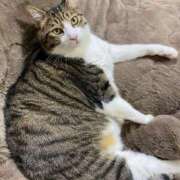 しずく 本日出勤に関しまして😭 新宿・本格コスプレ美人秘書オフィスイメクラ「秘書課女子」