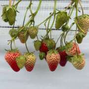 ヒメ日記 2026/03/29 19:24 投稿 しずく 新宿・本格コスプレ美人秘書オフィスイメクラ「秘書課女子」