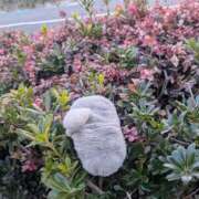 ヒメ日記 2026/02/19 17:23 投稿 かんな ちゃんこ大阪伊丹空港豊中店