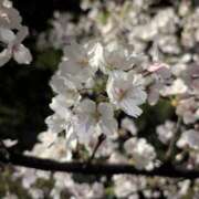 ヒメ日記 2026/04/08 00:42 投稿 かんな ちゃんこ大阪伊丹空港豊中店