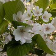 かんな これも好き ちゃんこ大阪伊丹空港豊中店