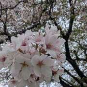 ヒメ日記 2026/04/19 00:36 投稿 かんな ちゃんこ大阪伊丹空港豊中店