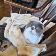 ヒメ日記 2026/01/17 20:51 投稿 らあ ナイトヴィーナス