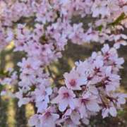 ヒメ日記 2026/04/20 00:31 投稿 まりあ ちゃんこ長野塩尻北IC店