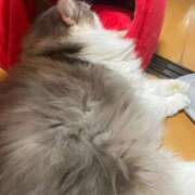 ヒメ日記 2026/01/20 21:44 投稿 まこと Grace東京