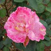 ヒメ日記 2026/01/09 15:50 投稿 ちなつ 台北(たいぺい）