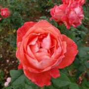 ヒメ日記 2026/01/10 11:20 投稿 ちなつ 台北(たいぺい）