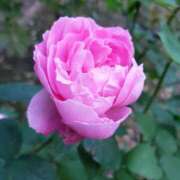 ヒメ日記 2026/01/11 16:10 投稿 ちなつ 台北(たいぺい）