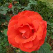 ヒメ日記 2026/01/12 15:30 投稿 ちなつ 台北(たいぺい）