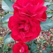 ヒメ日記 2026/01/15 13:00 投稿 ちなつ 台北(たいぺい）