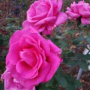 ヒメ日記 2026/01/16 13:00 投稿 ちなつ 台北(たいぺい）