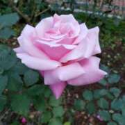 ヒメ日記 2026/01/17 14:15 投稿 ちなつ 台北(たいぺい）