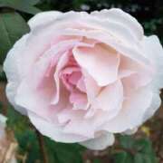 ヒメ日記 2026/01/18 16:05 投稿 ちなつ 台北(たいぺい）