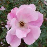 ヒメ日記 2026/01/19 17:10 投稿 ちなつ 台北(たいぺい）