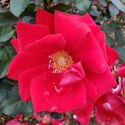 ヒメ日記 2026/01/20 15:10 投稿 ちなつ 台北(たいぺい）