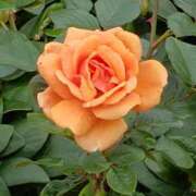 ヒメ日記 2026/01/21 12:15 投稿 ちなつ 台北(たいぺい）