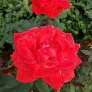 ヒメ日記 2026/01/22 12:15 投稿 ちなつ 台北(たいぺい）