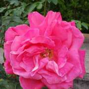 ヒメ日記 2026/01/23 17:30 投稿 ちなつ 台北(たいぺい）