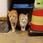 ヒメ日記 2026/01/23 19:20 投稿 ちなつ 台北(たいぺい）