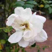 ヒメ日記 2026/01/24 12:20 投稿 ちなつ 台北(たいぺい）