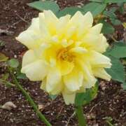 ヒメ日記 2026/01/25 15:40 投稿 ちなつ 台北(たいぺい）