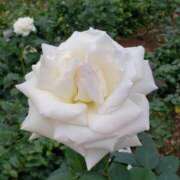 ヒメ日記 2026/01/26 15:20 投稿 ちなつ 台北(たいぺい）