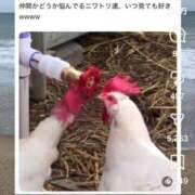 ヒメ日記 2026/01/26 17:20 投稿 ちなつ 台北(たいぺい）