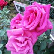 ヒメ日記 2026/01/28 12:20 投稿 ちなつ 台北(たいぺい）